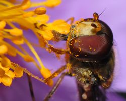 Episyrphus balteatus - head close-up (aka).jpg