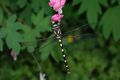 Pacific spiketail (Cordulegaster dorsalis), Salmon Arm, BC, Canada