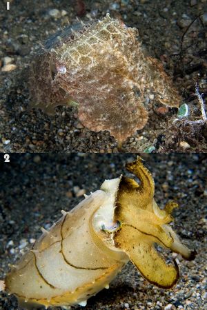 Two cuttlefish with dramatically different coloration