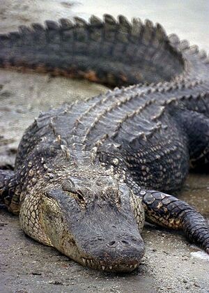 Florida Alligator.jpg