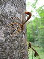 The parasitoid wasp Megarhyssa macrurus ovipositing into host through wood. Her body is c. 50 mm long, her ovipositor c. 100 mm.