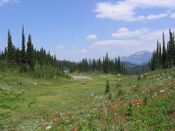 Mount Revelstoke National Park 1.jpg