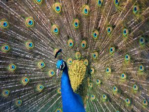 Peacock displaying its tail feathers