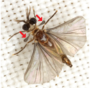Strepsiptera.png
