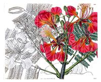 Illustration from Curtis's Botanical Magazine