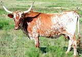 Texas Longhorn.jpg