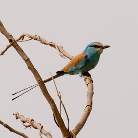 صورة معبرة عن الموضوع شقراق حبشي