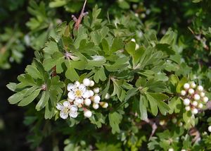 Crataegus azarolus Zingaro 084.jpg