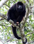 Mono aullador o Saraguato (Alouatta palliata)