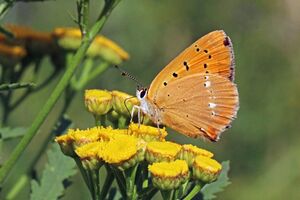 Scarce copper (Lycaena virgaureae) female underside Bulgaria.jpg