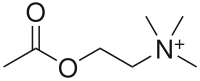 Acetylcholine.svg