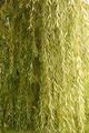 Willow Leaves
