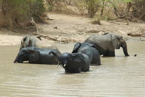 Elephants bath park w Niger 2006.jpg