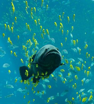 A giant grouper at the Georgia Aquarium, seen swimming among schools of other fish