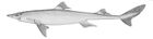 Squalus acanthias.jpg