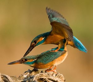 Alcedo atthis 1 (Bohuš Číčel).jpg