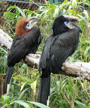 Ceratogymna atrata - Jardin d'oiseaux tropicaux - DSC04947.JPG