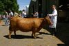 Dexter cow, Three Counties Show.jpg