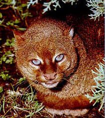 Shoulder high portrait of reddish brown cat with blue eyes and small round ears