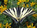Scarce swallowtail (Iphiclides podalirius)