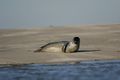 Seal in the bay of Somme