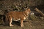 Zoo Osnabrück, Dhole (4413112187).jpg