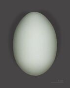 Cattle egret egg