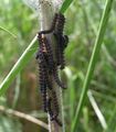 Peacock caterpillars feeding on nettles.