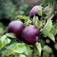 Black Diamond Apple.jpg