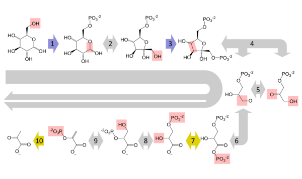 A summary pathway diagram of glycolysis, showing the multi-step conversion of glucose to pyruvate. Each step in the pathway is catalysed by a unique enzyme.