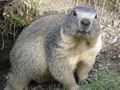 Alpine Marmot