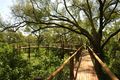 Treetop Boardwalk. All facilities at Mapungubwe National Park are wheelchair-friendly.