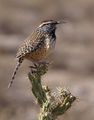 Cactus Wren Campylorhynchus brunneicapillus