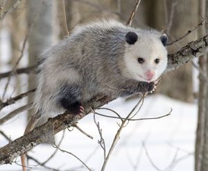 Opossum 2.jpg