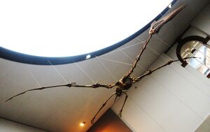 Quetzalcoatlus northropi.jpg