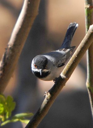 Sylvia rueppelli.jpg