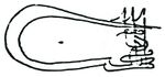 Tughra of Murad II.JPG