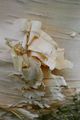 Birch bark can easily be peeled off