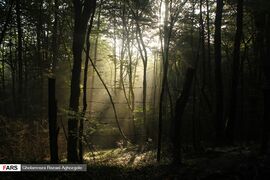 Caspian Hyrcanian Mixed Forests in Northern Iran 05.jpg