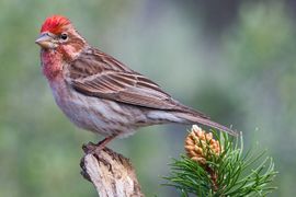 Cassin's finch (Haemorhous cassinii), an American rosefinch