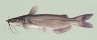 Ictalurus punctatus.jpg