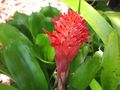 A bromeliad