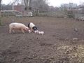 Piglets Stepping Stones Farm.jpg