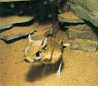 اليربوع ذو الأرجل القافزة.jpg