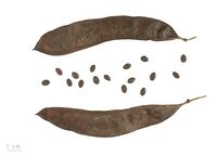 قرن شجرة الأرجوان يحتوي البذور.