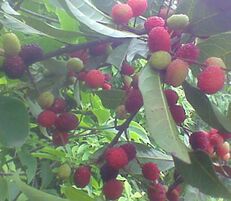 Kaphal (Myrica esculenta)