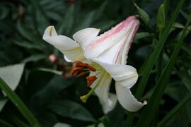 Lilium 'Fanfare'.jpg