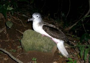 Streaked shearwater sitting.jpg