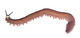 Velvet worm.png