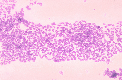 Micrococcus mucilaginosis 01.png